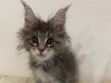 Un chaton mâle Maine Coon LOOF à vendre