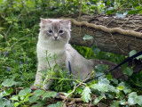 Beau mâle Ragdoll disponible pour saillie