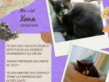 Xena, chatonne à adopter