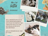 Uzu, chaton m&acirc;le &agrave; adopter