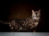 Magnifique Bengal mâle à vendre