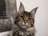 Femelle Maine Coon black blotched tabby à vendre