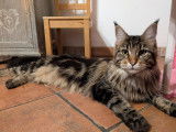 Femelle Maine Coon black blotched tabby à vendre