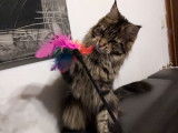 Femelle Maine Coon black blotched tabby à vendre