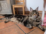 Femelle Maine Coon black blotched tabby à vendre