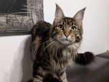 Femelle Maine Coon black blotched tabby à vendre