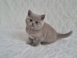Chaton de race British Shorthair femelle à vendre