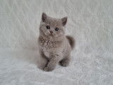 Chaton de race British Shorthair femelle à vendre