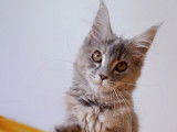 Chatonne Maine Coon LOOF bleu tacheté disponible à la vente