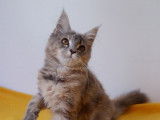 Chatonne Maine Coon LOOF bleu tacheté disponible à la vente