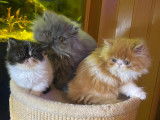 À vendre 3 chatons Persans LOOF