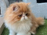 Disponibles à l’achat 2 chatons Persans LOOF