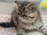 À réserver un chaton mâle Exotic Shorthair brown tabby (LOOF)