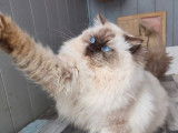 Un chat adulte Ragdoll LOOF chocolat mitted pour saillie