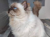 Un chat adulte Ragdoll LOOF chocolat mitted pour saillie