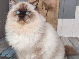 Un chat adulte Ragdoll LOOF chocolat mitted pour saillie