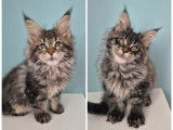 2 chatonnes Maine Coons à réserver (LOOF)