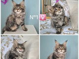 2 chatonnes Maine Coons &agrave; r&eacute;server (LOOF)