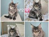 2 chatonnes Maine Coons &agrave; r&eacute;server (LOOF)