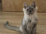 Un chaton femelle Maine Coon LOOF black smoke à vendre