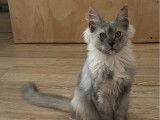 Un chaton femelle Maine Coon LOOF black smoke à vendre