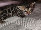 À réserver 3 chatons mâles Bengals marron à rosettes LOOF