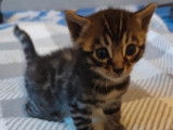 À réserver 3 chatons mâles Bengals marron à rosettes LOOF