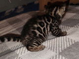 À réserver 3 chatons mâles Bengals marron à rosettes LOOF