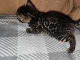 À réserver 3 chatons mâles Bengals marron à rosettes LOOF