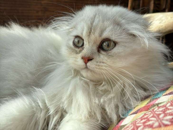 Splendide femelle Highland Fold chocolat silver tabby LOOF