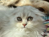 Splendide femelle Highland Fold chocolat silver tabby LOOF
