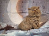 3 chatons mâles British Longhair LOOF à vendre