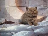 3 chatons mâles British Longhair LOOF à vendre