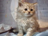 Un chaton mâle British Longhair cinnamon silver LOOF à réserver