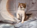 3 chatons British Shorthair LOOF cinnamon et blanc à réserver