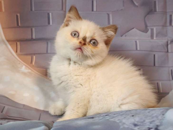 À réserver 2 chatonnes British Shorthair LOOF