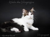 Un chaton m&acirc;le Maine Coon black silver LOOF disponible &agrave; la vente