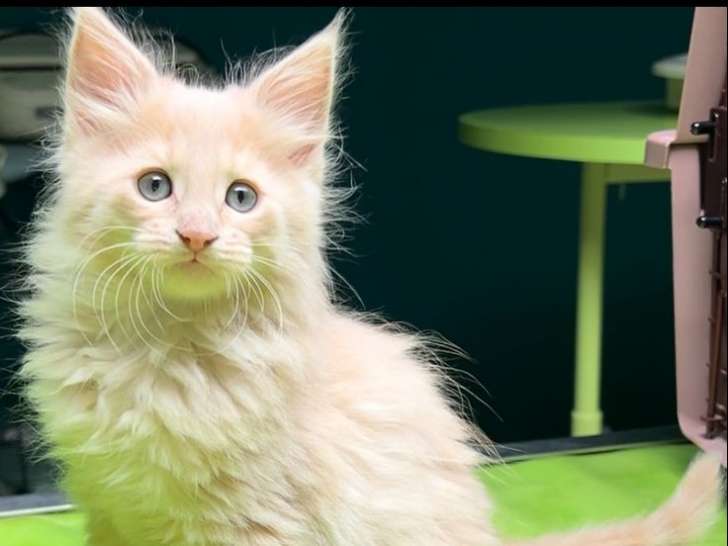 À réserver 8 chatons Angoras Turcs (LOOF)