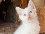 À réserver 8 chatons Angoras Turcs (LOOF)
