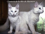 À réserver 8 chatons Angoras Turcs (LOOF)