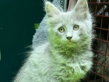 À réserver 8 chatons Angoras Turcs (LOOF)