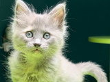 À réserver 8 chatons Angoras Turcs (LOOF)