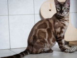 Chatte Bengal mink charcoal LOOF de 2 ans à vendre