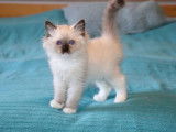 3 chatons mâles Ragdolls LOOF à réserver