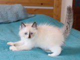 3 chatons mâles Ragdolls LOOF à réserver