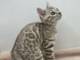 2 chatons mâles Bengal snow disponibles à la réservation (LOOF)