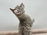 2 chatons mâles Bengal snow disponibles à la réservation (LOOF)