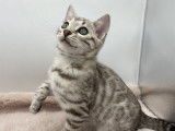 2 chatons mâles Bengal snow disponibles à la réservation (LOOF)
