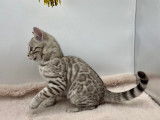 2 chatons mâles Bengal snow disponibles à la réservation (LOOF)