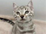 2 chatons mâles Bengal snow disponibles à la réservation (LOOF)